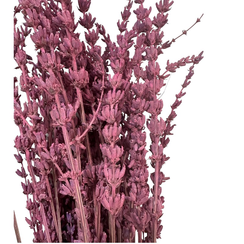 Dry lavender Fuchsia