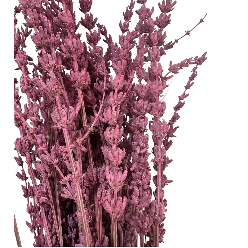 Dry lavender Fuchsia