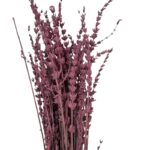 Dry lavender Fuchsia - Image 2