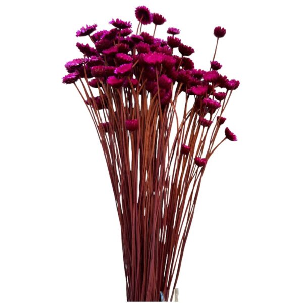 Dry fuchsia Margaret - Image 2