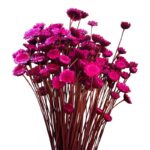Dry fuchsia Margaret