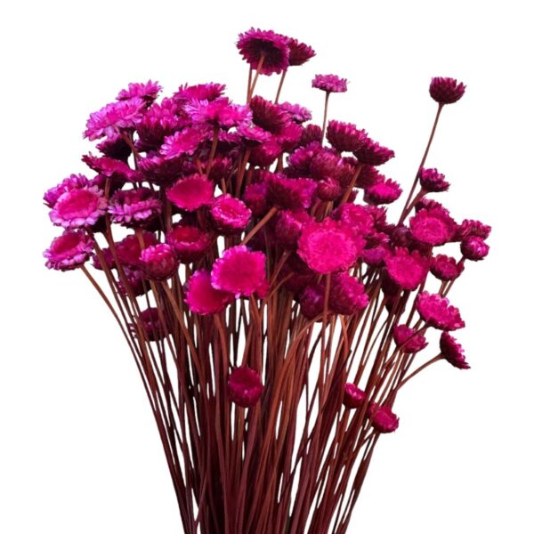 Dry fuchsia Margaret