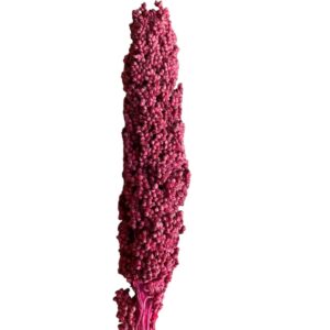 Dry fuchsia Sorghum small