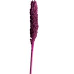 Dry fuchsia Sorghum small - Image 2