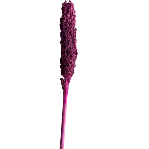 Dry fuchsia Sorghum small - Image 2