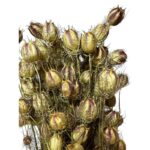 Dry Nigella natural green - Image 3