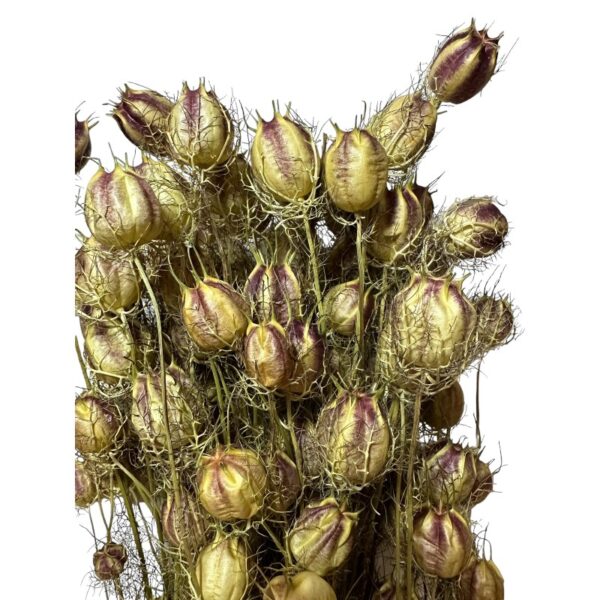 Dry Nigella natural green - Image 3
