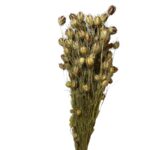 Dry Nigella natural green - Image 2