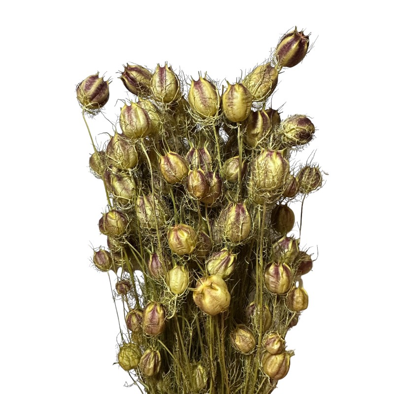 Dry Nigella natural green