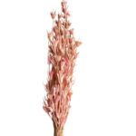 Dry pink Nigella Orientalis - Image 2