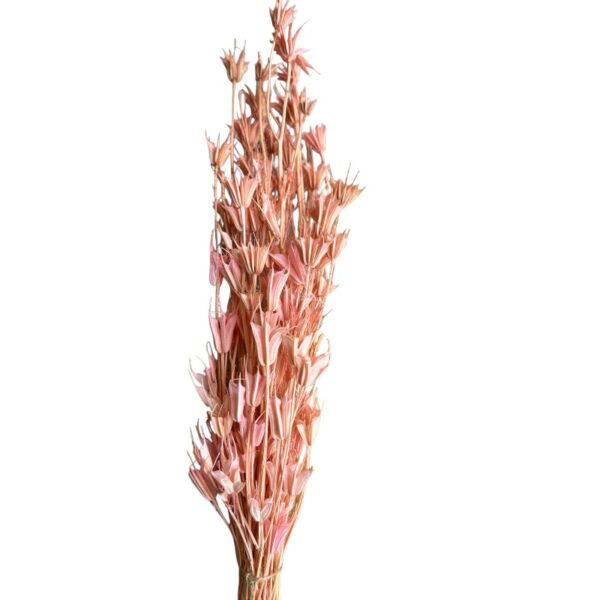 Dry pink Nigella Orientalis - Image 2