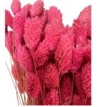 Dry Phalaris cherry bunch