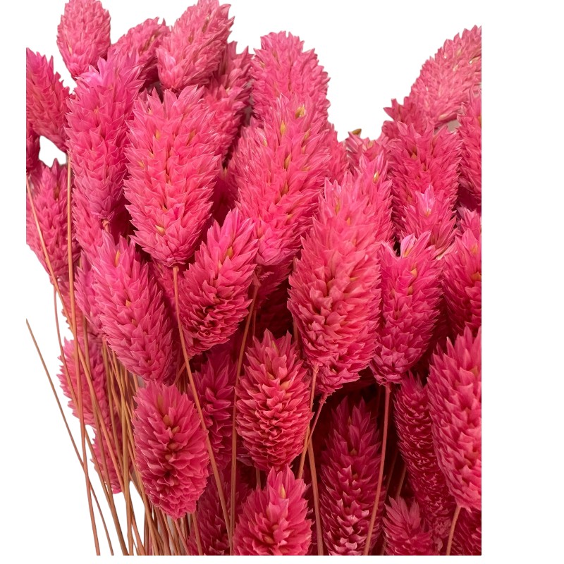 Dry Phalaris cherry bunch