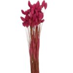 Dry Phalaris cherry - Image 2