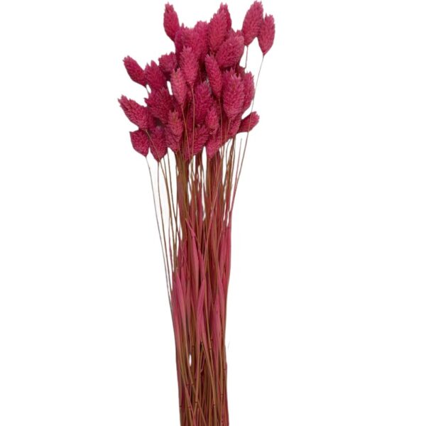 Dry Phalaris cherry - Image 2