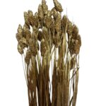 Dry Phalaris gold bunch