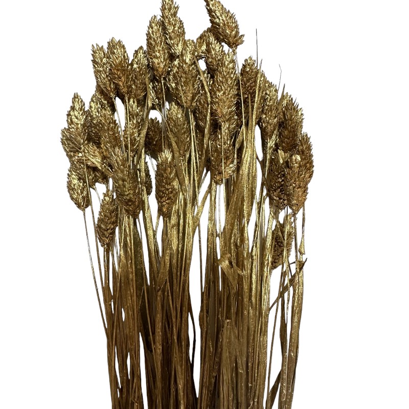 Dry Phalaris gold bunch