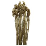 Dry Phalaris gold - Image 2