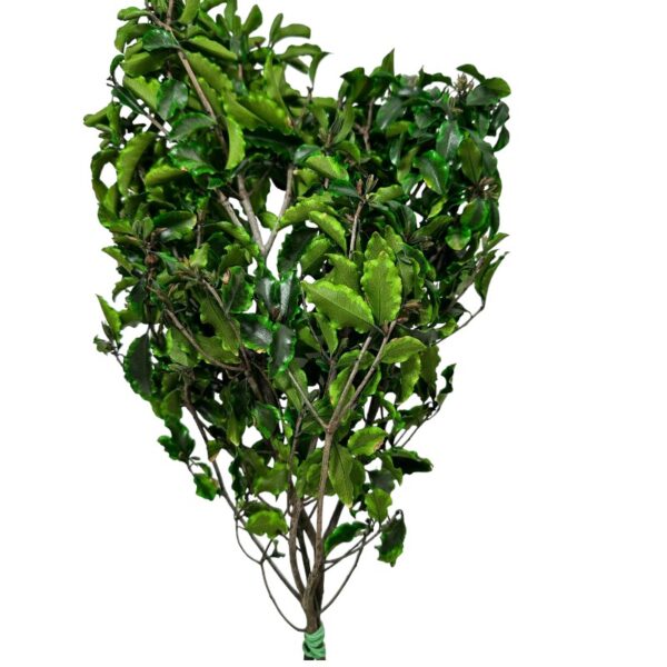 Preserved green Pittosporino - Image 2