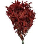 Preserved red Pittosporino - Image 2