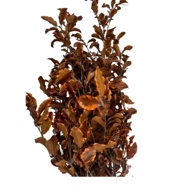 Preserved orange Pittosporino - Image 2