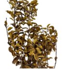 Preserved yellow Pittosporino - Image 2