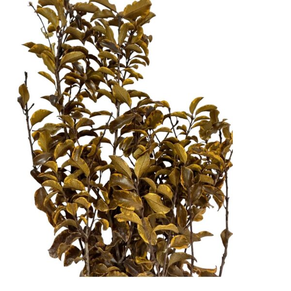 Preserved yellow Pittosporino - Image 2