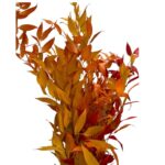 Preserved Ruscus yellow/orange - Image 2
