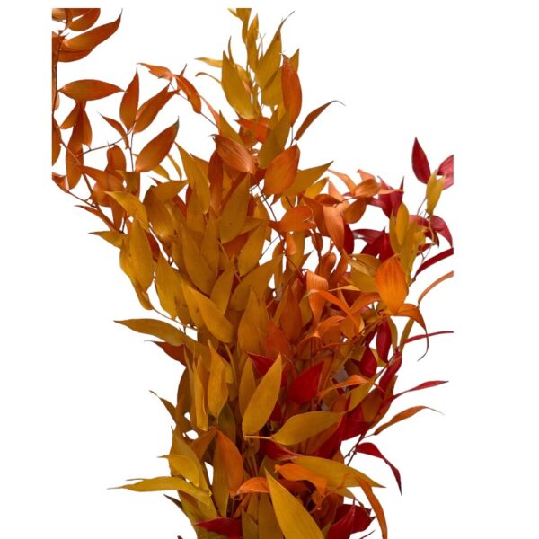 Preserved Ruscus yellow/orange - Image 2