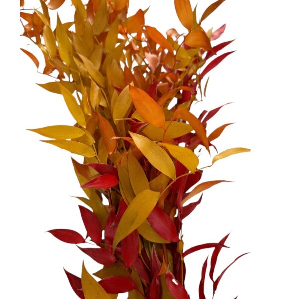 Preserved Ruscus yellow/orange