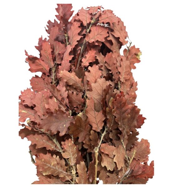 Preserved Quercus wine color