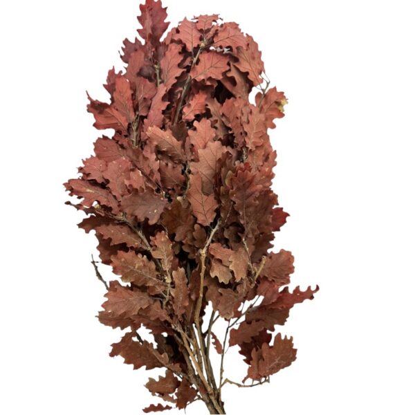 Preserved Quercus wine color - Image 2