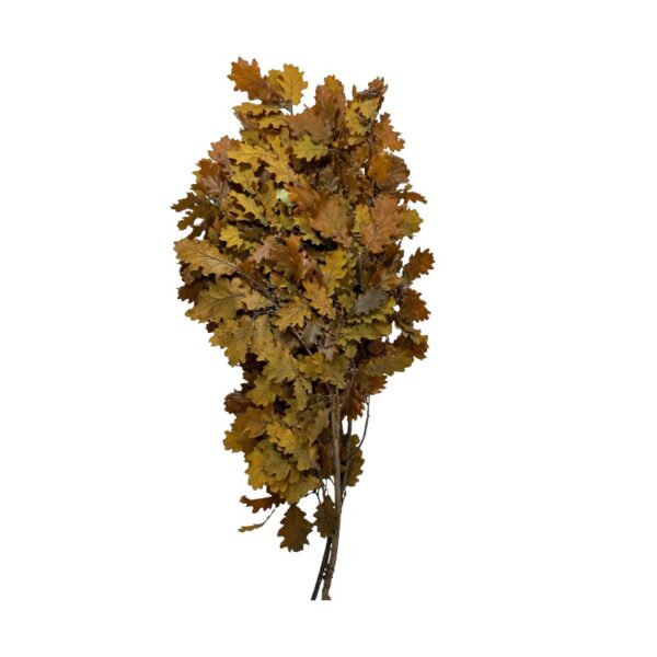 Preserved Quercus ochre - Image 2