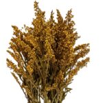 Preserved Solidago yellow 1 bunch