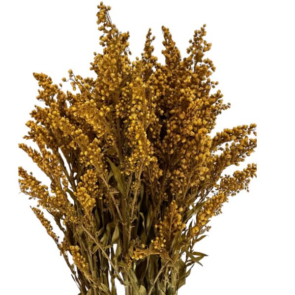 Preserved Solidago yellow 1 bunch