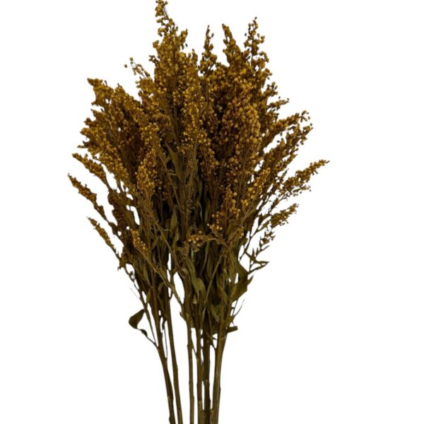 Preserved Solidago yellow - Image 2