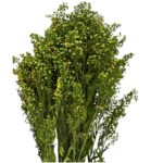 Preserved Solidago green 1 bunch