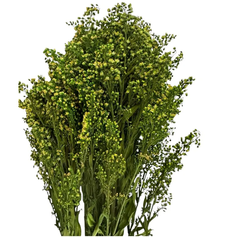 Preserved Solidago green 1 bunch