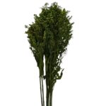 Preserved Solidago green - Image 2