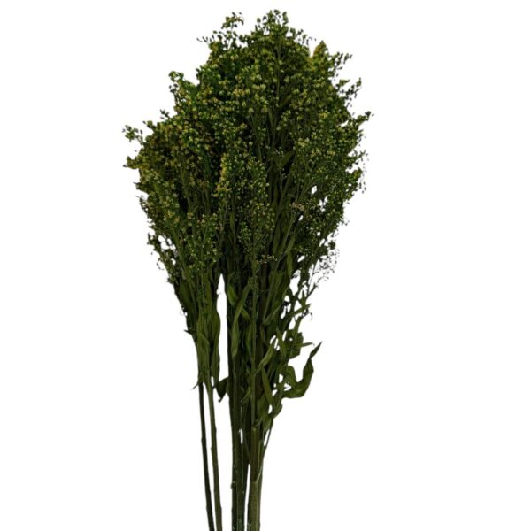 Preserved Solidago green - Image 2