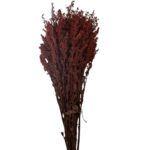 Preserved Solidago burgundy - Image 2