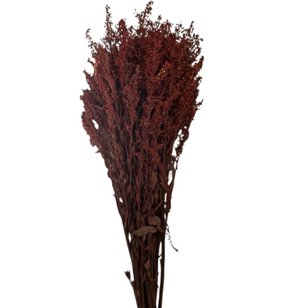 Preserved Solidago burgundy - Image 2