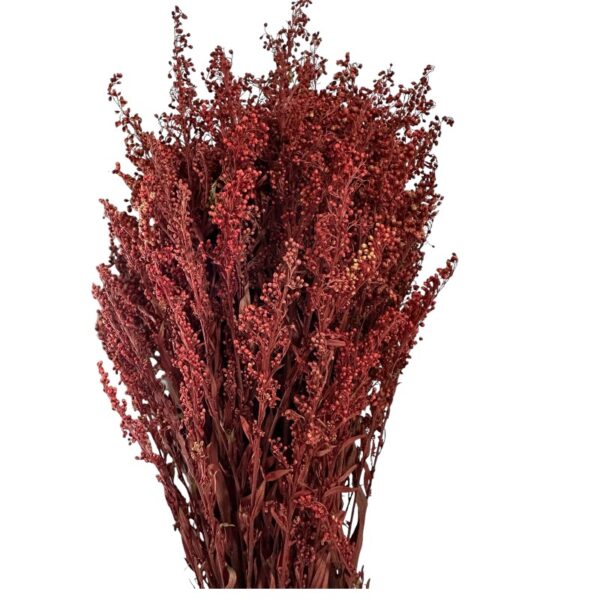 Preserved Solidago burgundy 1 bunch