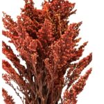 Preserved Solidago burgundy Verdissimo