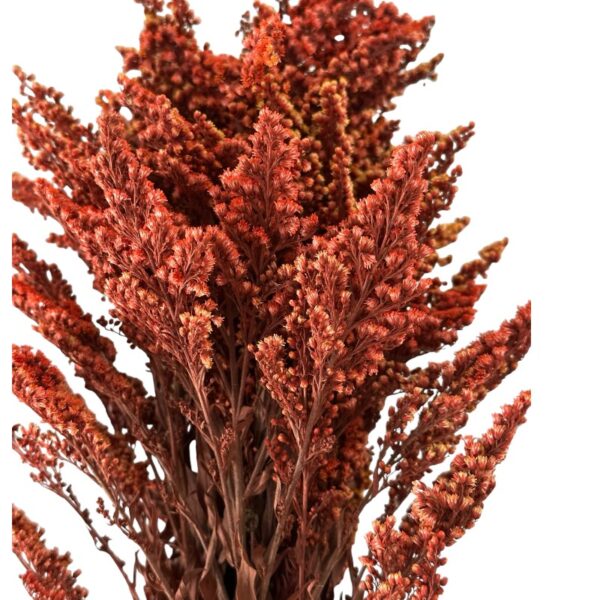 Preserved Solidago burgundy Verdissimo