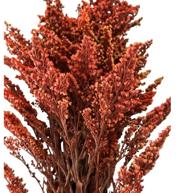 Preserved Solidago burgundy Verdissimo