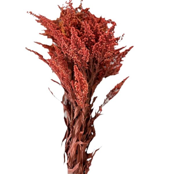 Preserved Solidago burgundy Verdissimo - Image 2