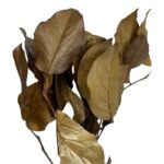 Preserved brown salal