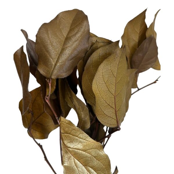 Preserved brown salal