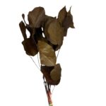 Preserved brown salal - Image 2